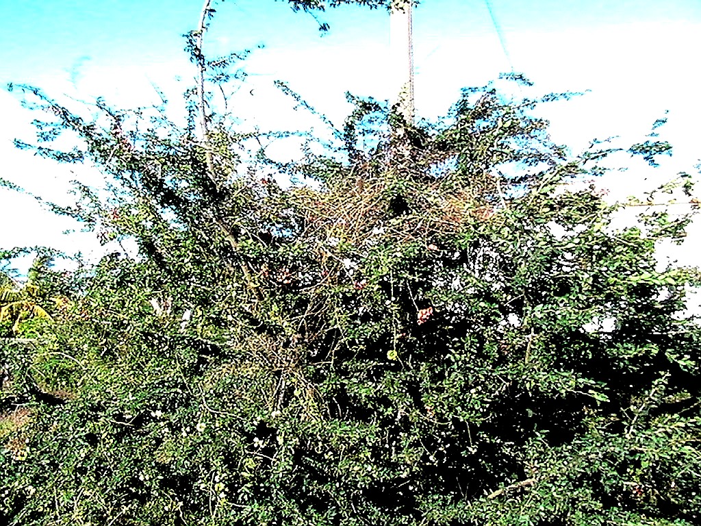 campeche arbre