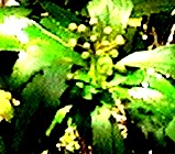 psaidia-fruit-et-feuilles